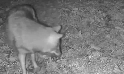 Terkos Gölü’nde doğal hayat sürprizi: Kurt kameraya takıldı