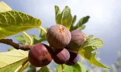 “Dünyanın En İyi 7 İnciri” listesi açıklandı: Zirve Türkiye’nin