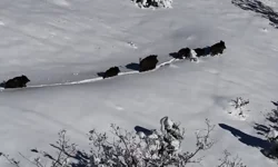 Domuz sürüsü havadan görüntülendi!