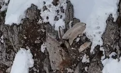 Koruma altındaki keçiler 60 santim karda!