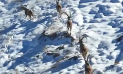 Elbistan'da yaban keçileri görüntülendi