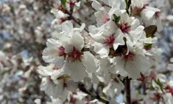 Çocuk alerji hastalıklarında doğru tanı ve etkin tedavi önemli