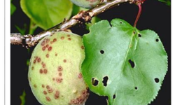 Kayısı üreticisine acil uyarı: Bu dönemi sakın kaçırmayın