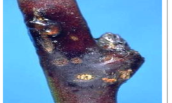 Kayısı üreticisine acil uyarı: Bu dönemi sakın kaçırmayın