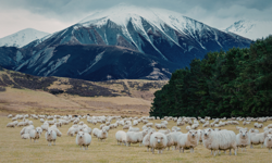 Malatya ve 81 ilde 100 küçükbaş hayvan desteği: Kimler alabilir, şartlar ne?