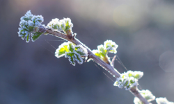 Meteoroloji’den Malatya’ya son dakika: 13 ilçe için 'dondurucu' rapor!