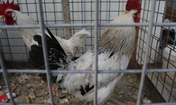 Malatya’da civciv ve tavuk fiyatları güncellendi! İşte rakamlar