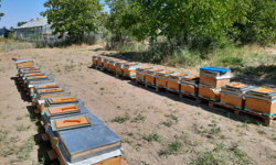 Malatya’da arı sütü devrimi