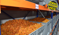 Malatya kayısısının en büyük alıcısı belli oldu: Zirvede ABD var