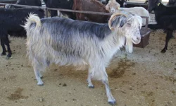 Malatya'da kurbanlık fiyatları ne kadar? İşte paylaşılan rakamlar