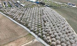 Kayısıda kritik bekleyiş: Mayıs ortasına dikkat!