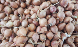 Çuvalla alınan kıska artık gramla! Malatya’da fiyat şoku!