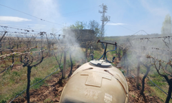 Kayısı bahçelerinde büyük tehlike: Kayısı üreticisi ilaç atamıyor