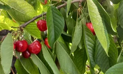 Yeşilyurt’ta şok karar: Kiraz Festivali iptal edildi