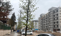 Tepkiler sonuç verdi: Fuzuli Caddesi’nde ağaçlar geri döndü