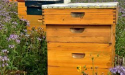 Yağış hem kayısı hem de bal üretimini vurdu | Kayısıcılar gibi arıcılar da endişeli