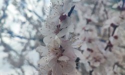 Kayısıda korkutan tablo: Çiçeklerin yüzde 90’ı boş