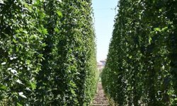 Türkiye'de çöpe atılıyor! Avrupa'da 53 bin liradan satılıyor