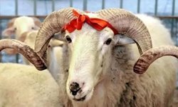 Kurbanlık fiyatları belli oldu! Büyükbaş ve küçükbaş kurbanlık fiyatları ne kadar?