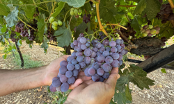 “Arapgir üzümü rekolte ve kalite düşüşüyle imtihan ediliyor”