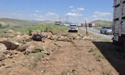 Arapgir’de kaza: 250 hayvandan 100’ü telef oldu!