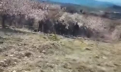 Baskil’de kayısı bahçesine bomba düştü