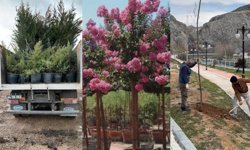 Darende'nin çehresi değişiyor! Tam 7 bin 312 fidan: Bakın nerelere dikildi?