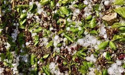 Darende’de dolu kabusu: Kayısı çağlaları yerle bir oldu!