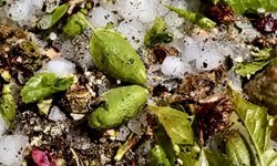 Malatya’nın 6 ilçesinde dolu darbesi: Rekolte tehlikede mi?