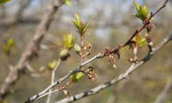 Don vurdu, umut kaldı: Malatya’da kayısı geri döndü