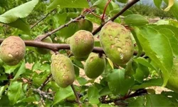 Dondan kurtuldu doluya yakalandı! Kayısıda yüzde 40 hasar