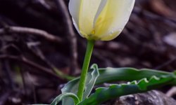 Dünya literatürüne Malatya'dan giriyor: Eşi benzeri yok, yeri sır gibi saklanıyor