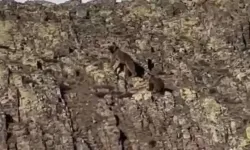 Hekimhan’da ayı ailesiyle tehlikeli yakınlaşma