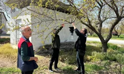 Kayısı bahçelerinde kokarca nöbeti