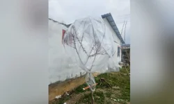 Kayısı üreticileri ağaçları naylonla sardı