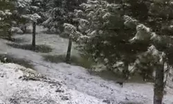 Kayısı üreticileri tedirgin! İlkbahar ortasında kar yağışı etkisini sürdürüyor