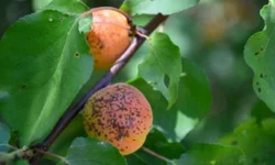 Kayısıda kanser tespiti: Derhal temizleyin!