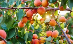 Kayısıda tarihi kriz nasıl atlatıldı? Dalı boştu, deposu dolu!