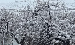Korkulan oldu! Malatya’da kayısı bahçeleri kar altında kaldı