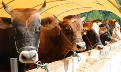 Kurban Bayramı tatili 9 gün mü olacak? 2026