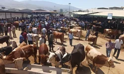 Kurbanlık satışında sıkı denetim! O hayvanların satışı Malatya’da da yasaklandı