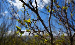 Malatya kayısının sahibi yok, ömür törpüsüne döndü!