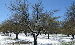 Malatya kayısısında zirai don riski