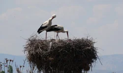 Malatya semalarında bahar hareketliliği: Leylekler yeniden görüldü