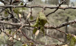 Malatya Valiliğinden üzen açıklama! 14 Nisan’a kadar sürecek