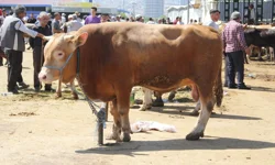 Malatya’da 2026 kurbanlık fiyatları açıklandı