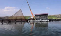 Malatya’da alabalık üretiminde rekor: 7,5 bin ton seviyesi