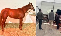 Malatya’da at nakil aracı kazası: Milyonluk safkan Heyfa öldü