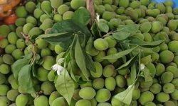 Malatya’da çağla fiyatları dudak uçuklatıyor! Kilosu 200 TL’ye çıktı