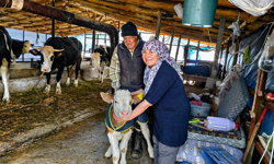 Malatya’da hayvancılığa can suyu: “Yaşasın buzağılar” başladı!